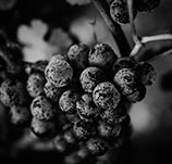 marque-Pyla-des-vignes.jpg