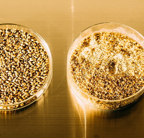 distillerie-kanosuke-grains.jpg
