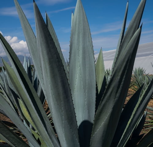 agave 2.jpg