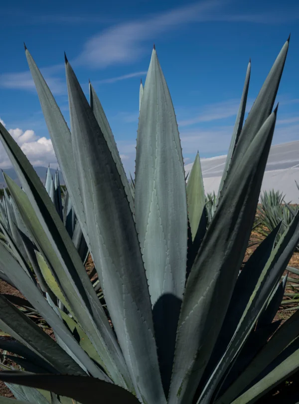 agave 2.jpg